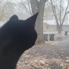 watching snow!
